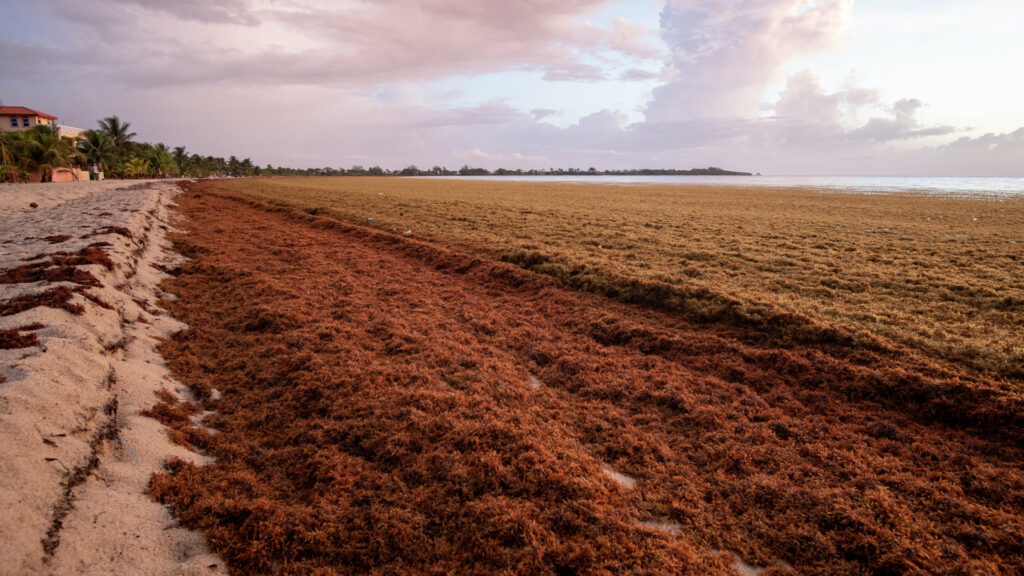 Sargassum removal